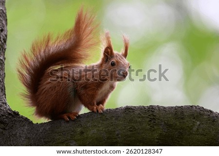 Adorable Squirrel Foraging in a Tranquil Forest.