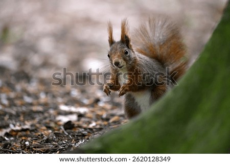 Adorable Squirrel Foraging in a Tranquil Forest.