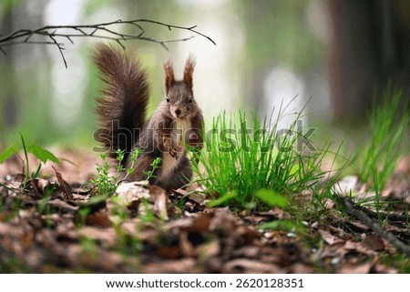 Adorable Squirrel Foraging in a Tranquil Forest.