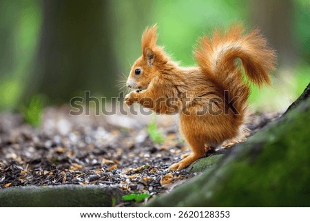 Adorable Squirrel Foraging in a Tranquil Forest.
