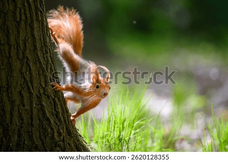 Adorable Squirrel Foraging in a Tranquil Forest.