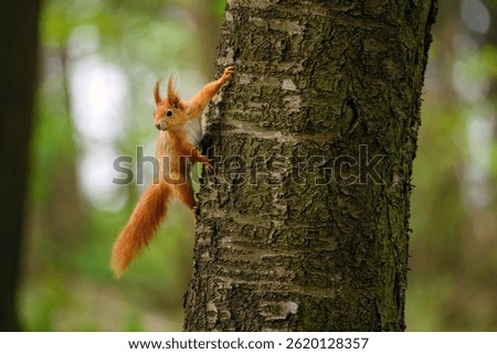 Adorable Squirrel Foraging in a Tranquil Forest.