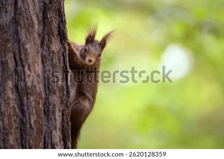 Adorable Squirrel Foraging in a Tranquil Forest.