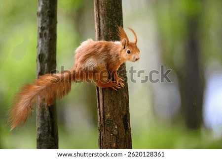 Adorable Squirrel Foraging in a Tranquil Forest.