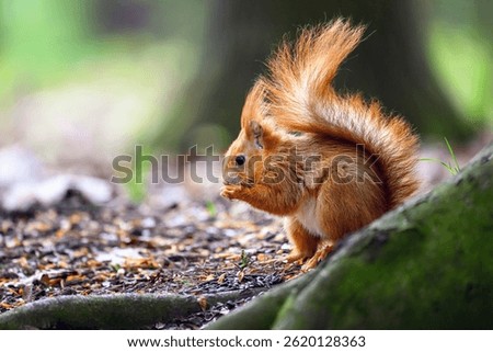 Adorable Squirrel Foraging in a Tranquil Forest.