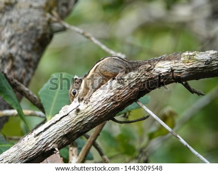 Adorable Squirrel gnawing branch bark on a tree. Himalayan Striped Squirrel or Burmese Striped Squirrel (Tamiops mcclellandii) stripping a tree branch in the rain forest, Southern Thailand.