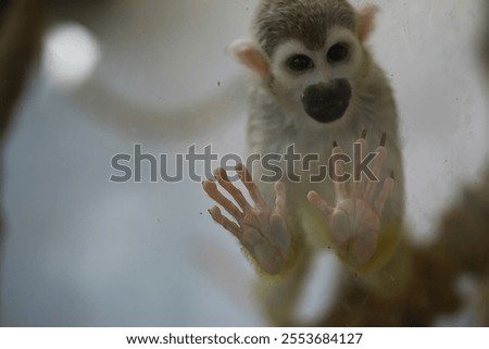 Adorable Squirrel Monkey Close-Up With Curious Expression and Human-Like Hands