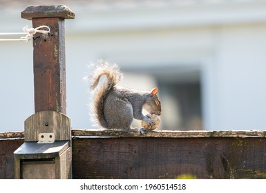 Adorable Squirrel With Suet Ball In The Garden