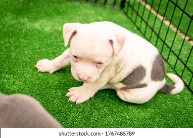 Blue Staffy Stock Photos Images Photography Shutterstock