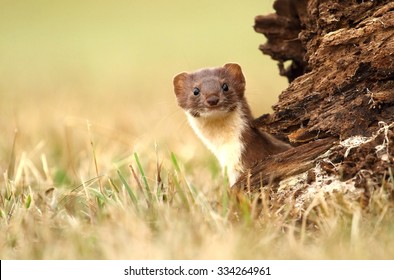 Adorable Stoat