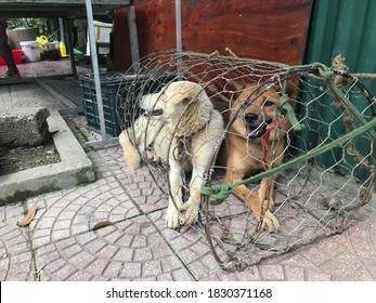 Adorable street dogs in cage waiting to be killed, roasted and eaten above a spitfire, photo along the street in Ha Giang district, Northern Vietnam