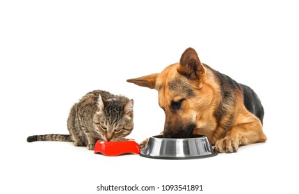 Adorable Striped Cat And Dog Eating Together On White Background. Animal Friendship