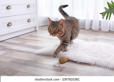 Adorable Striped Cat On Fuzzy White Rug Indoors