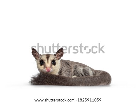 Adorable Sugar Glider aka Petaurus breviceps standing side ways on edge, looking straight to camera showing both eyes. Isolated on white backgound. Tail curled around body. Stock photo © 