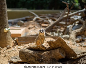 An Adorable Suricate In A Zoo