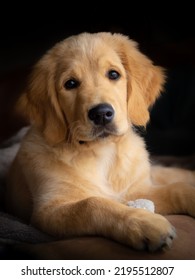 adorable and sweet puppy golden retreiver