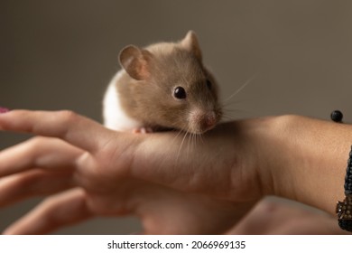 adorable syrian hamster standing on a hand and looking at the camera against gray background