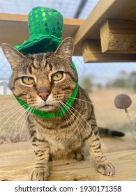 Adorable Tabby Cat In A Green Top Hat Celebrating Saint Patricks Day 