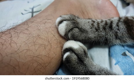 An Adorable Tabby Cat Knead Owner Body With Paws.