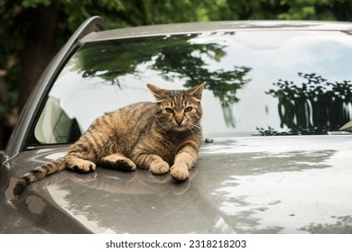 Adorable tabby cat resting on car hood - Shutterstock ID 2318218203