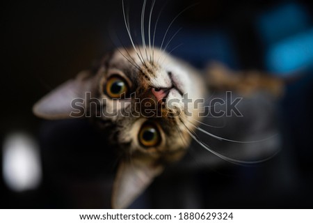 Similar – Image, Stock Photo Cat looks playfully into the camera