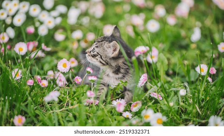 Adorable tabby kitten exploring spring flowers in a meadow - Powered by Shutterstock