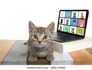 Adorable Tabby Kitten Laying On A Multicolored Wood Floor Looking At Viewer With Perplexed Expression. Miniature Computer With Online Meeting School In Progress. Not Paying Attention Or Interested