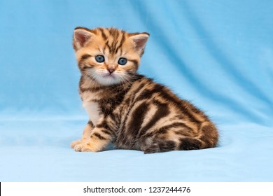 British Blue Kitten Little Images Stock Photos Vectors