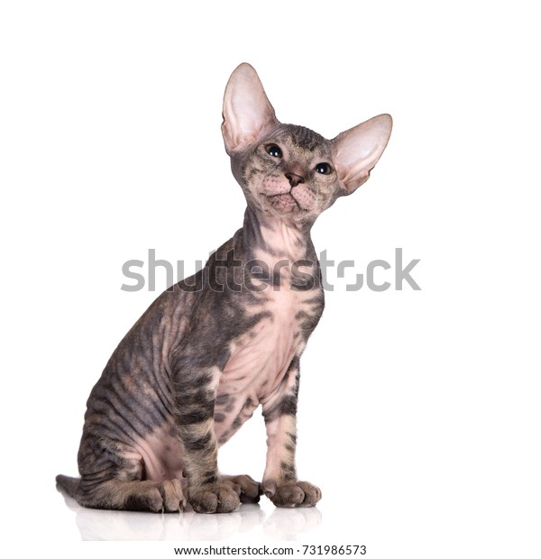 Adorable Tabby Sphynx Kitten Sitting On Stock Photo (Edit Now) 731986573