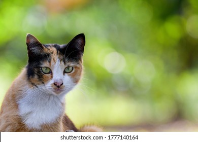 17,934 Cat 3 color Images, Stock Photos & Vectors | Shutterstock