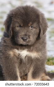 Adorable Tibetan Mastiff Puppy