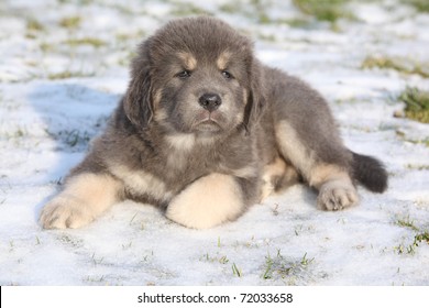 Adorable Tibetan Mastiff Puppy