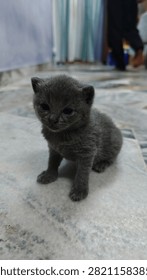 Adorable tiny fluffy grey British shorthair kitten sitting curiously on a tiled floor inside a home.
