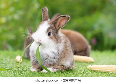 Adorable Tiny Furry Rabbit Bunny Brown White Hungry Eating Fresh Grass With Organic Baby Corn While Sitting On Green Grass Meadow Over Nature Background. Easter Animal Bunny Concept.