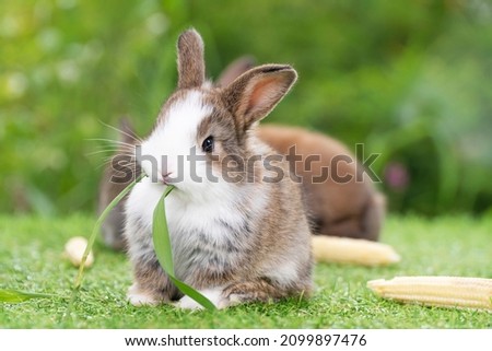 Adorable tiny furry rabbit bunny brown white hungry eating fresh grass with organic baby corn while sitting on green grass meadow over nature background. Easter animal bunny concept.