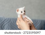 Adorable tiny white kitten held gently in hands against soft background.