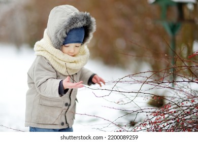 Adorable Toddler Boy Having Fun In A Backyard On Snowy Winter Day. Cute Child Wearing Warm Clothes Playing In A Snow. Winter Activities For Family With Kids.