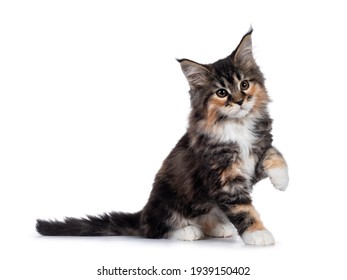 Adorable Tortie Maine Coon Cat Kitten, Sitting Side Ways. One Paw Playful In Air. Isolated On White Background.