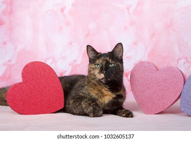 Adorable Tortoiseshell tortie cat laying on pink blanket with marbled pink background looking directly at viewer. Heart shaped boxes laying on both side.