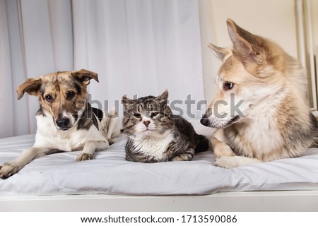 Adorable tranquil mixed breed dogs and cat looking aside while resting on bed covered white sheet in living room