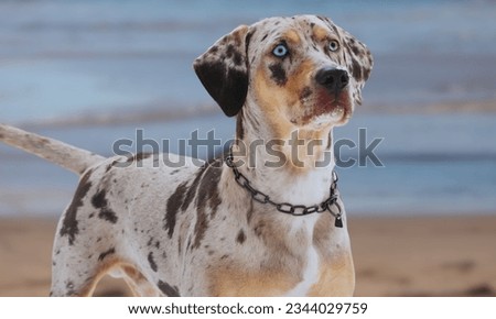 Adorable tri-colored white, brown and black purebred American Leopard Hound dog with glorious green eyes