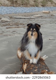 An adorable tricolour Shetland Sheepdog sitting on a washed up treetrunk on the sandy beach at Pendine, Carmarthenshire, Wales, UK.