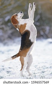 Adorable Tricoloured Beagle Dog Standing On A Snow On Its Back Legs In Winter