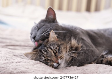 Adorable video with tender moments of interaction between two gray striped cats. 2 feline groom each other's paws, faces, and cuddle. Warmth and coziness of family bonds. Friendship our beloved pets - Powered by Shutterstock