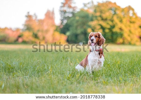 Adorable welsh springer spaniel dog breed in evening on green background.