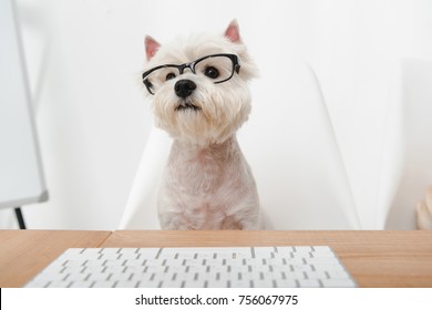 Adorable West Highland White Terrier In Eyeglasses Working With Keyboard In Office