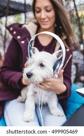 Adorable Westie Puppy Listening To Music With It's Owner In Cafeteria.