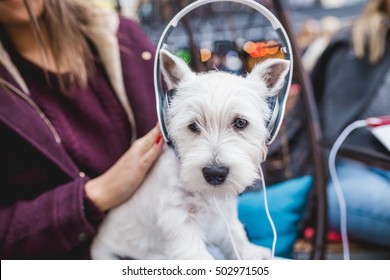 Adorable Westie Puppy Listening To Music With It's Owner In Cafeteria. Selective Focus On Dog's Eyes.