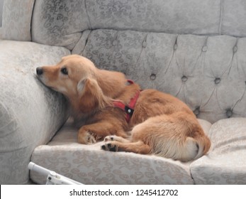 Adorable white and brown dog at home lying on sofa - Shutterstock ID 1245412702