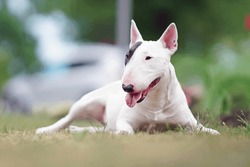 Adorable White With A Brown Patch Miniature Bull Terrier Dog Posing Outdoors Lying Down On A Green Grass In Summer